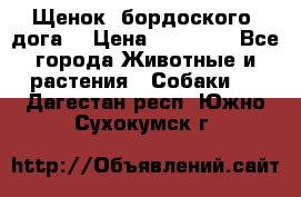 Щенок  бордоского  дога. › Цена ­ 60 000 - Все города Животные и растения » Собаки   . Дагестан респ.,Южно-Сухокумск г.